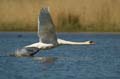 020 Höckerschwan im Flug (Cygnus olor)